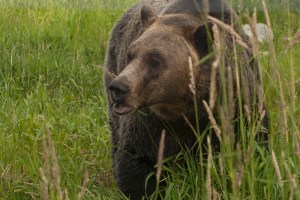 bearinthegrass (1 of 1)