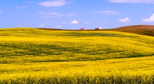 canolafieldsforever (1 of 1)