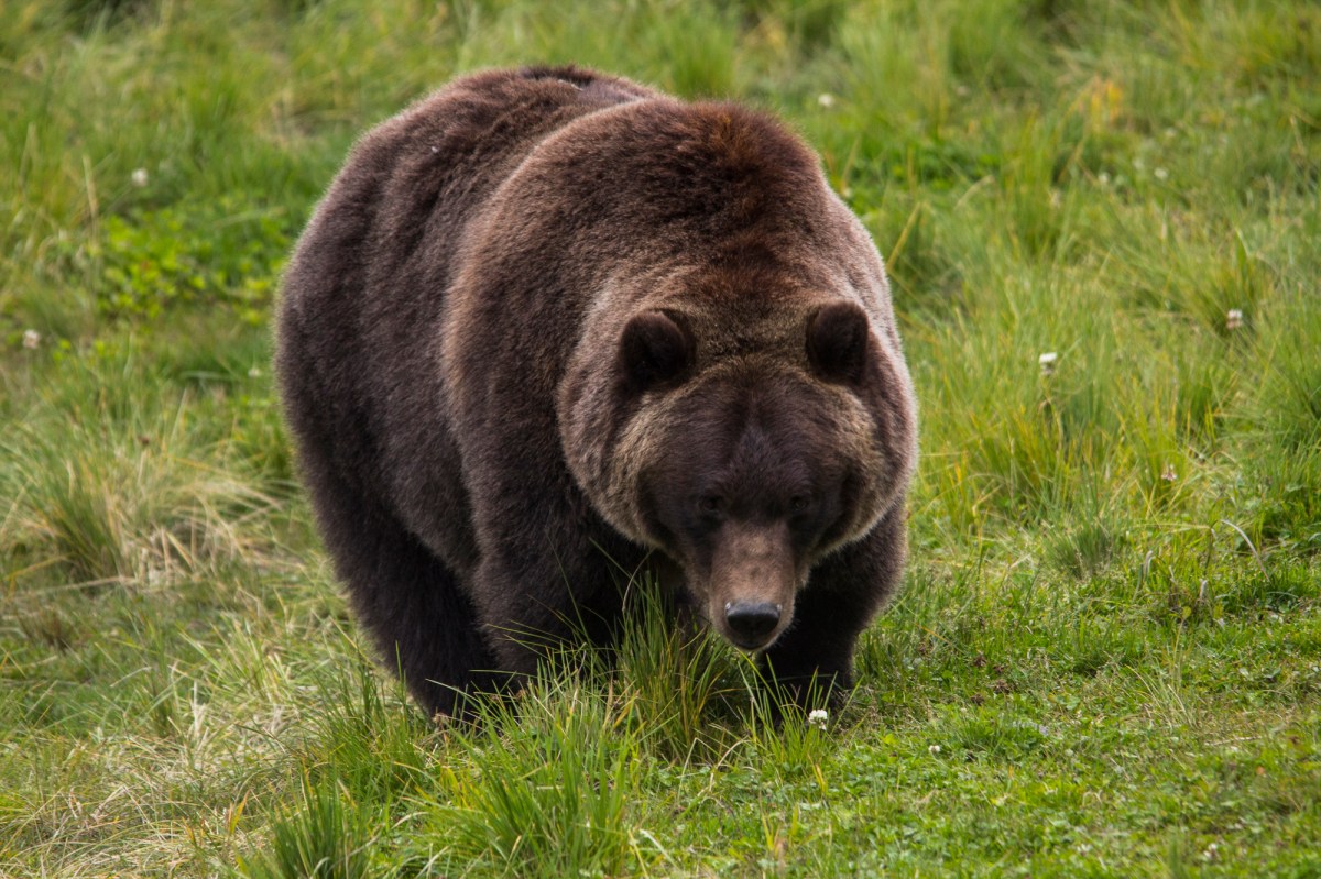 Alaska bear