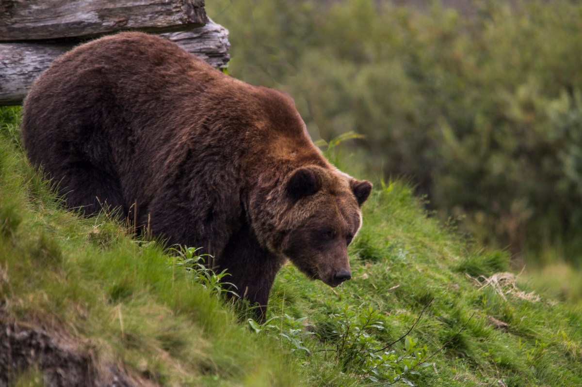 Alaska bear