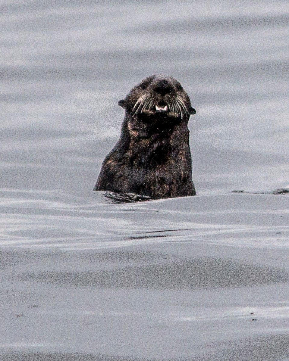 alaska otter