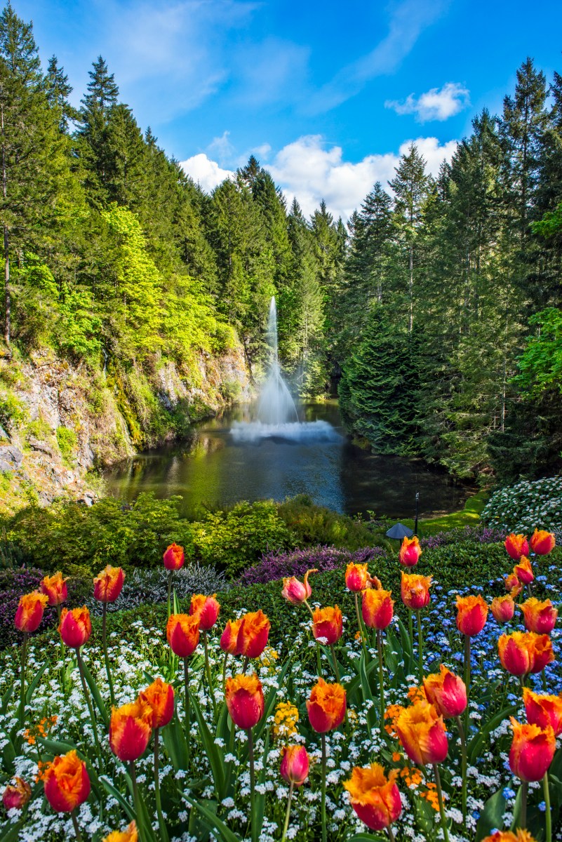 Buchart Garden tulips