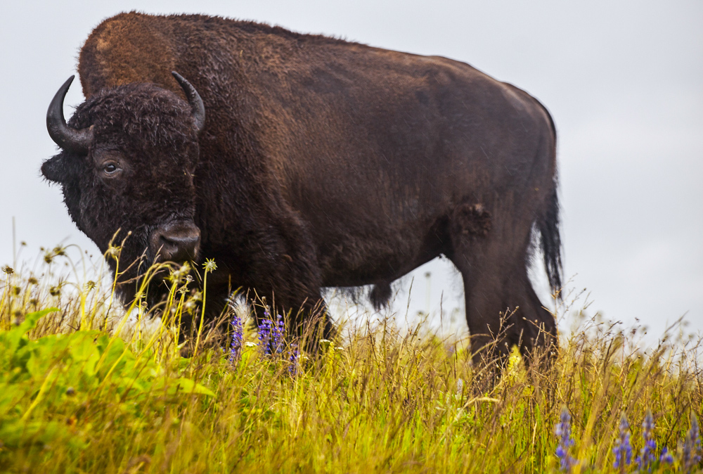 objects in your viewfinder look bigger than they appear