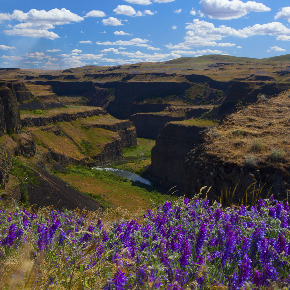 wildflowers at Palouse Falls