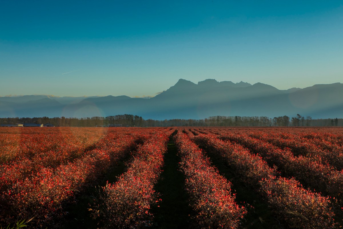 Fraser Valley cranberry harvest
