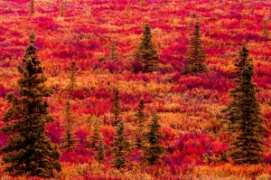 Denali Fall colors