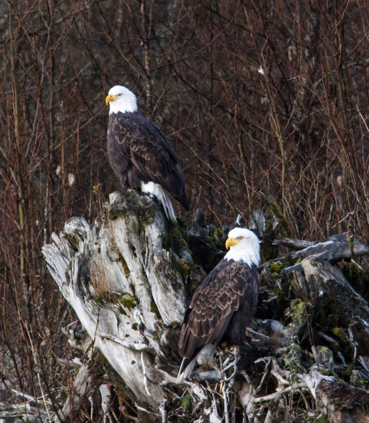 eagle near squamish