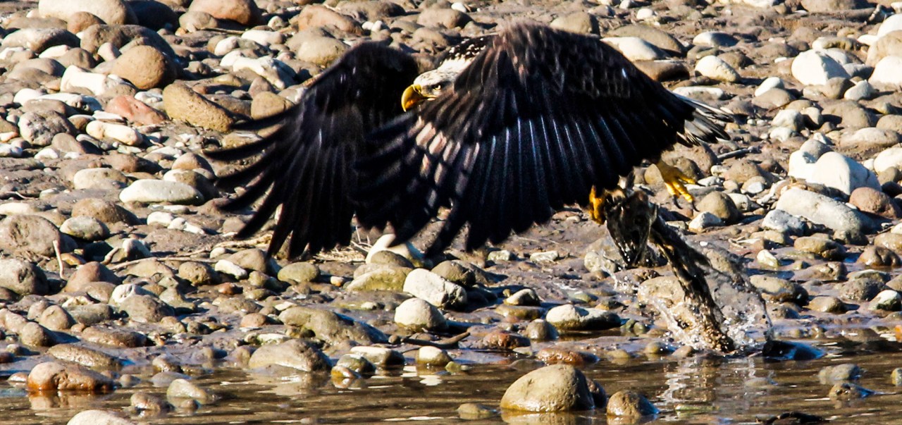 eagle near squamish