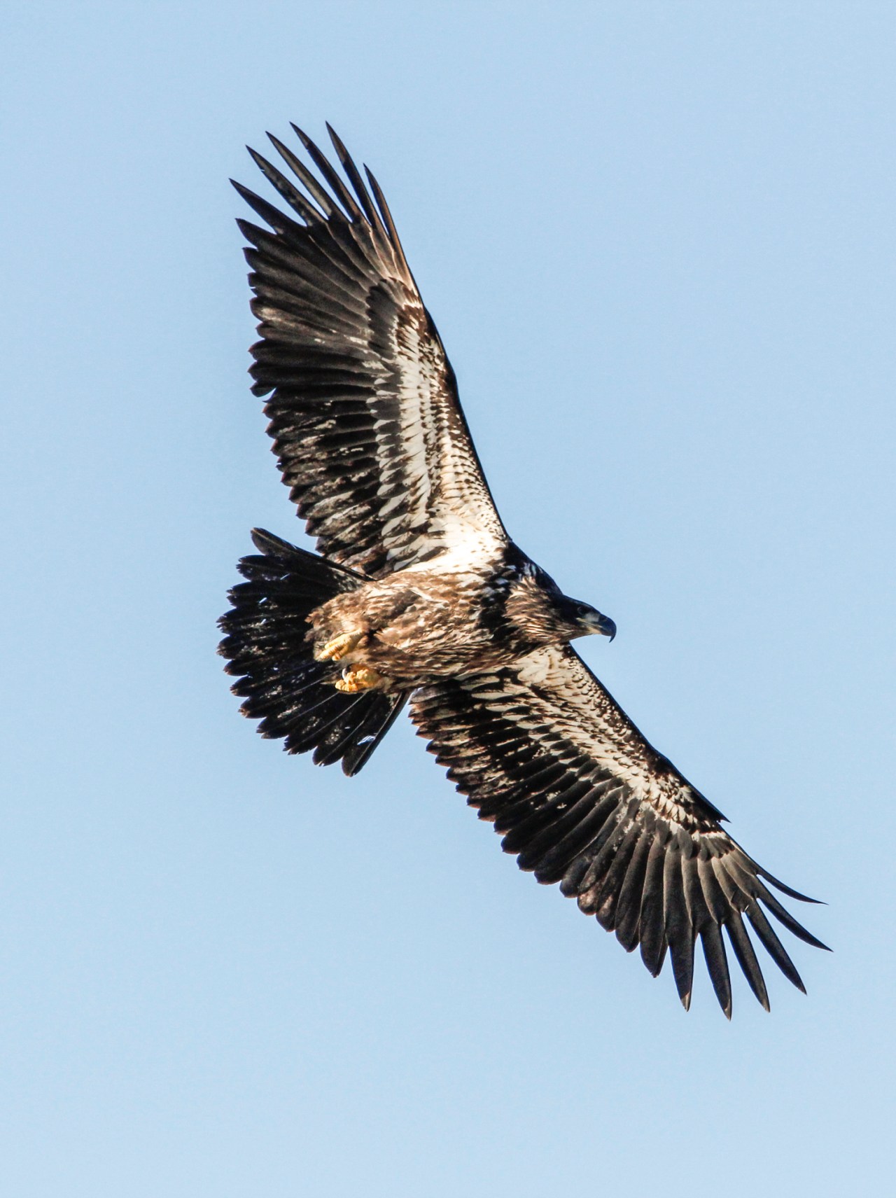 eagle near harrison mills