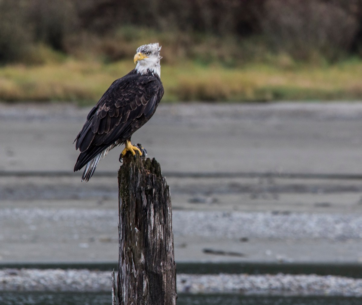 eagle near squamish