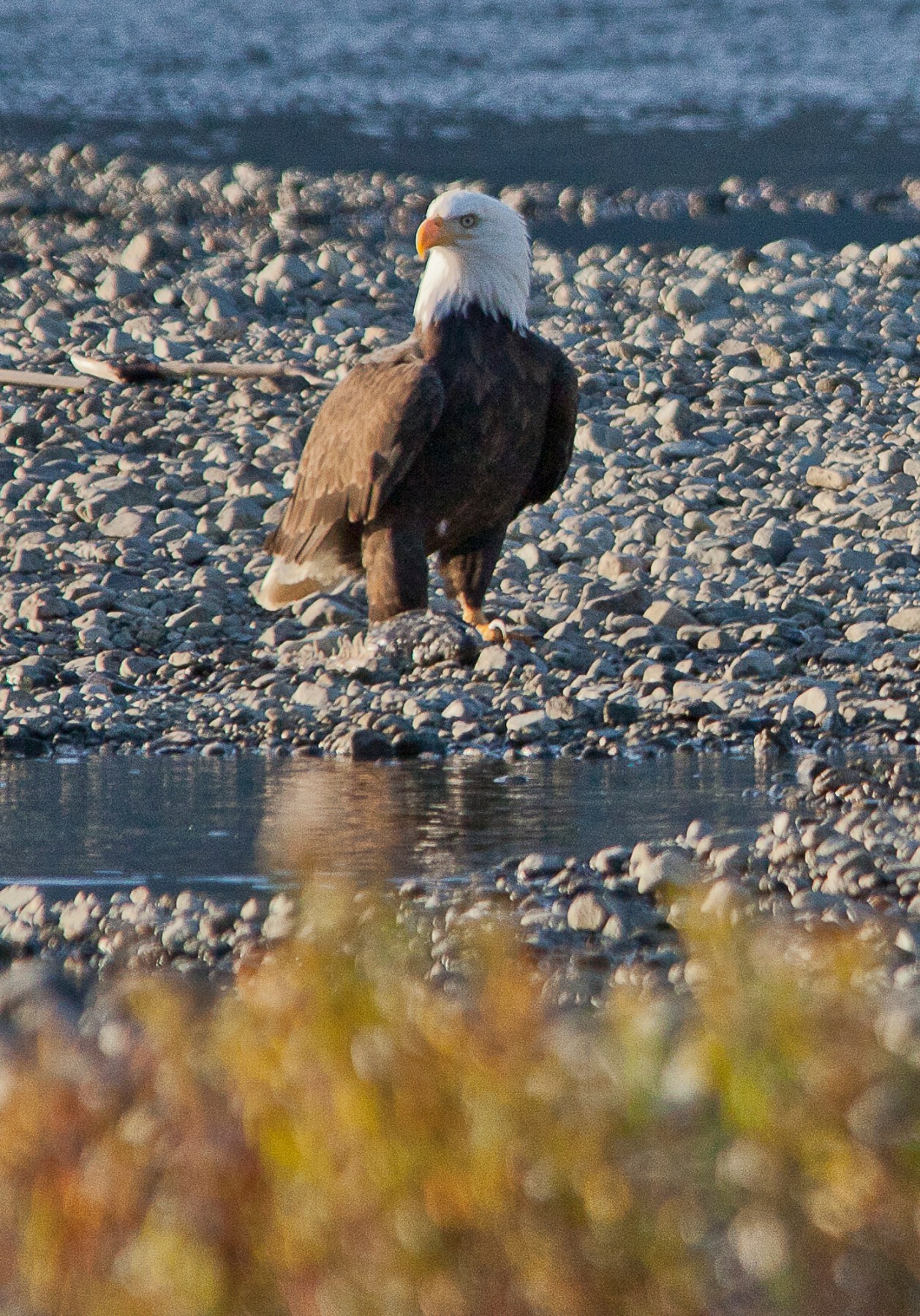 eagle near harrison mills