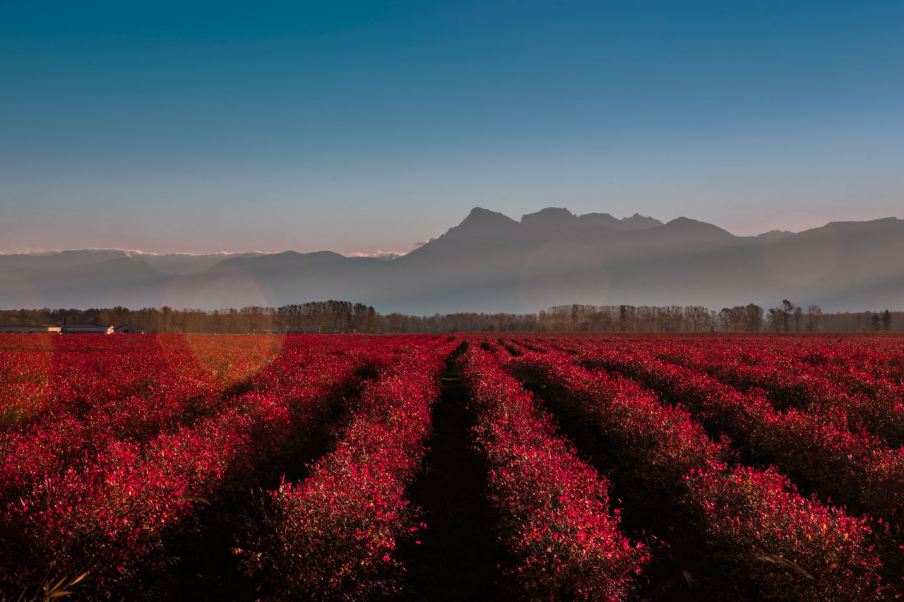 fraser valley cranberry