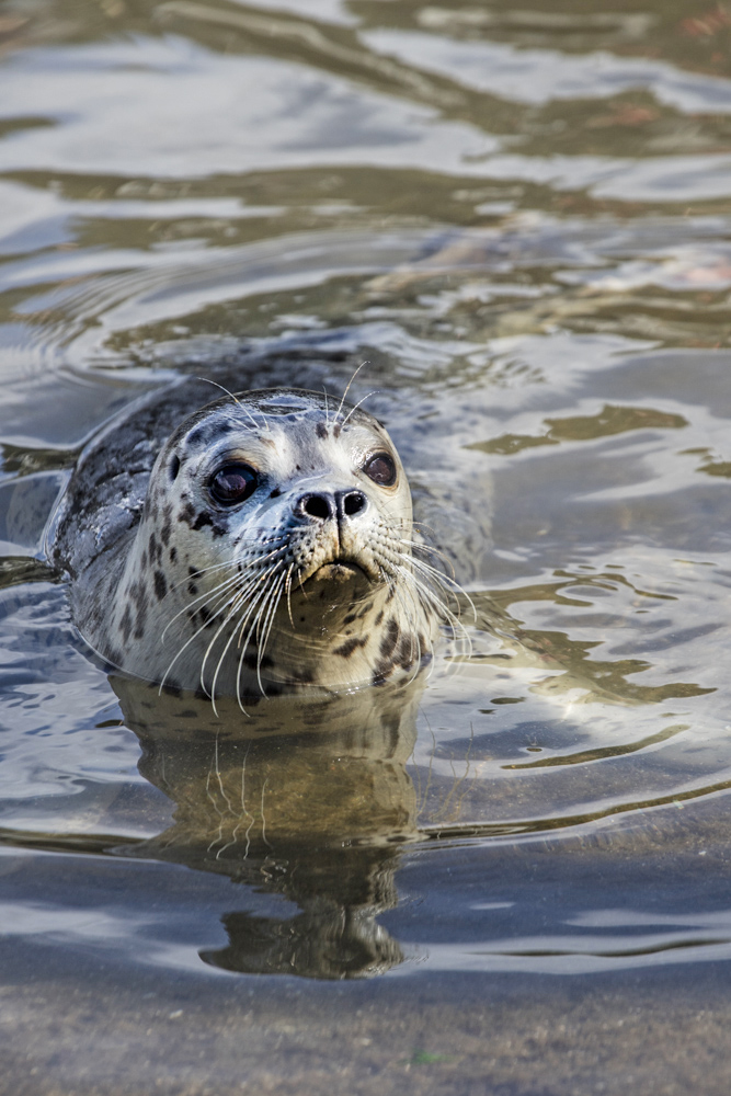 seal rescue release