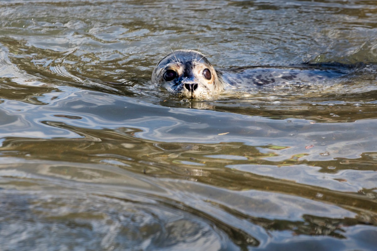 seal rescue release