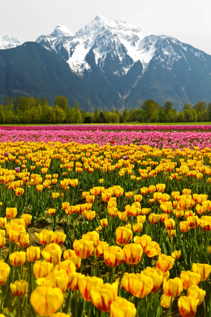 Tulips and mountain Fraser Valley