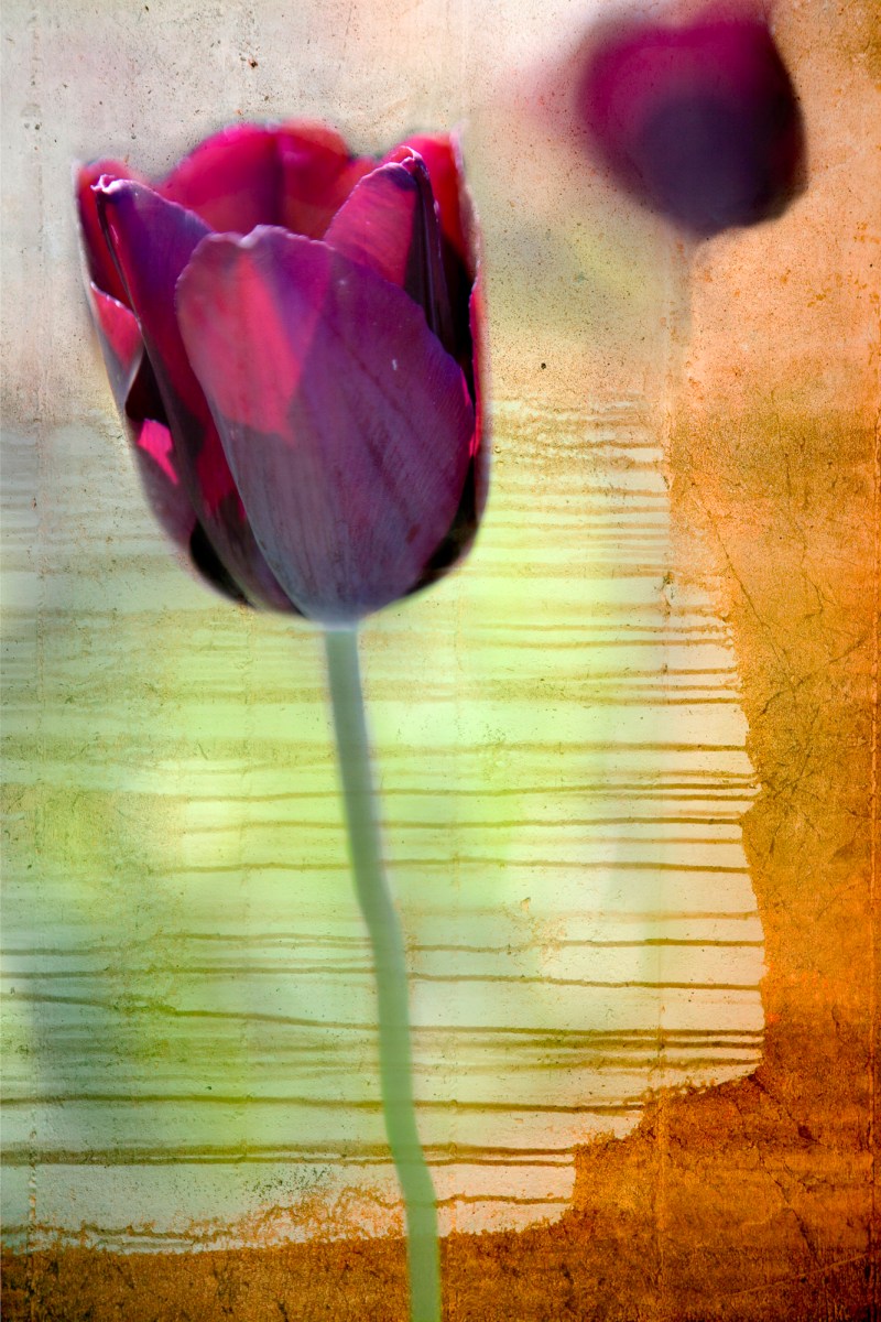 tulips mixed media