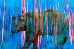 Vanishing blue bear Digtal Composite