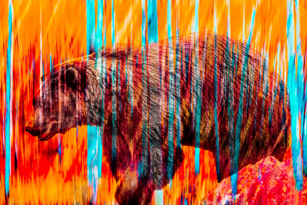 Vanishing orange bear Digtal Composite