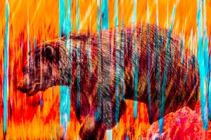 Vanishing orange bear Digtal Composite